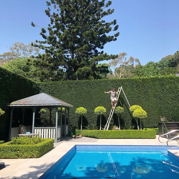 Restored laurel hedge on a Greater Victoria property