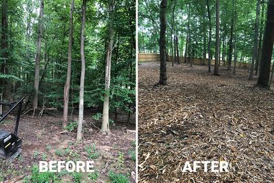 Restored hedge — after