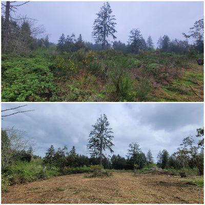Cleared property line — after
